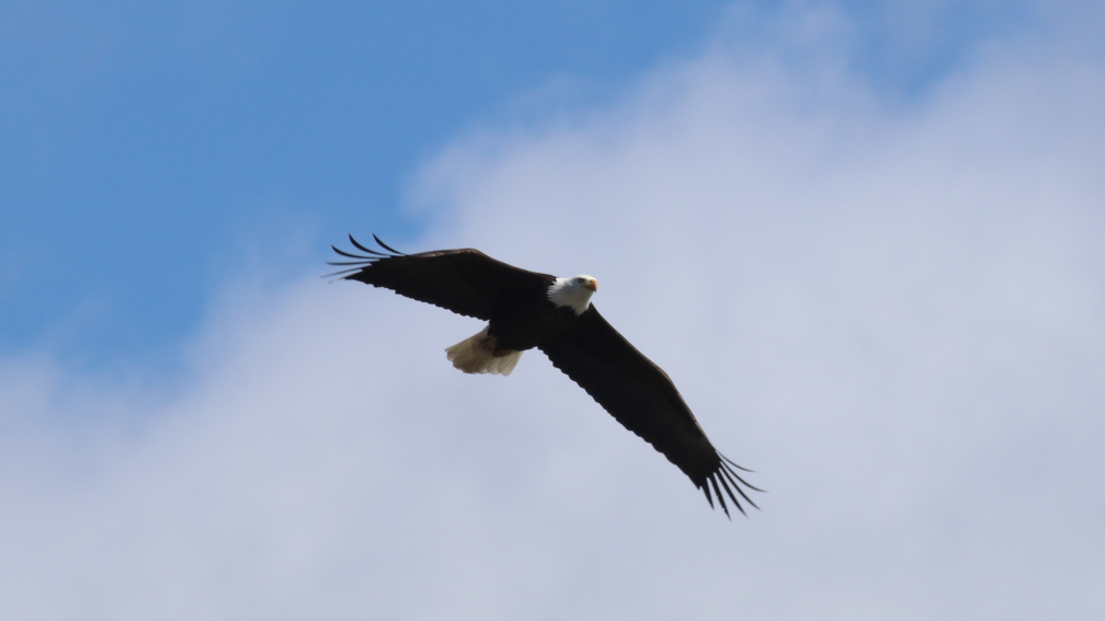 Bald Eagle - Tule Lake Wildlife Refuge